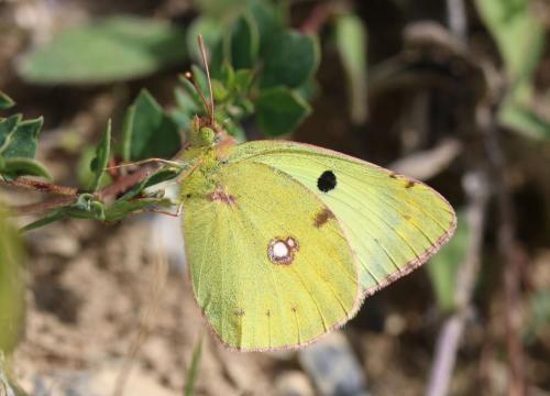 Colias sp.