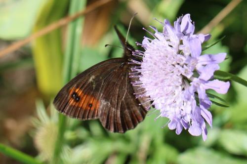 Réf. 238 389 : Erebia aethiops