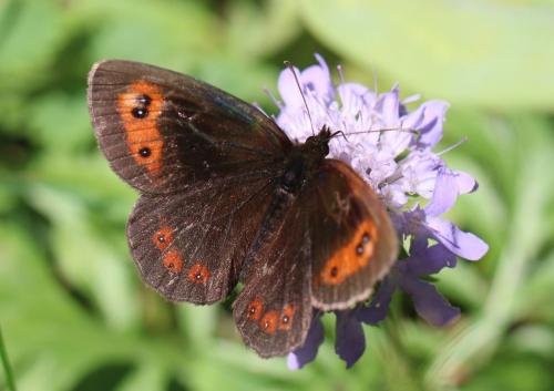 Erebia aethiops
