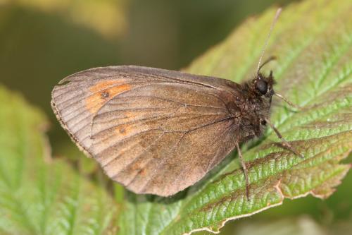 Réf. 238 280 : Erebia euryale