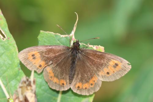 Réf. 238 279 : Erebia euryale