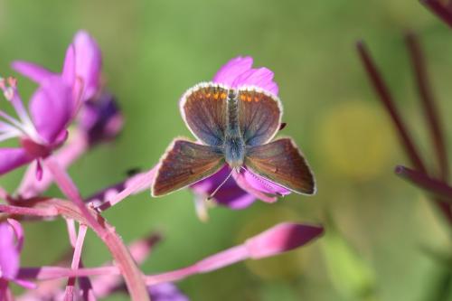 Réf. 238 308 : Aricia artaxerxes