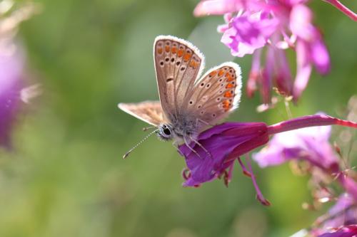 Réf. 238 310 : Aricia artaxerxes
