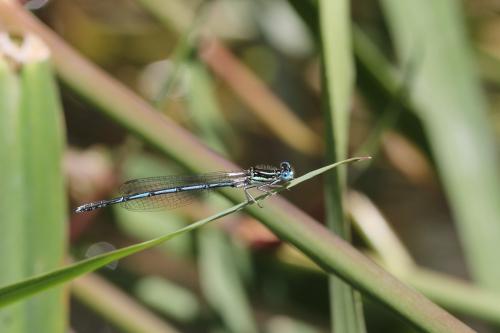 Platycnemis pennipes