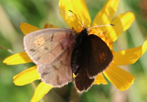 Erebia manto