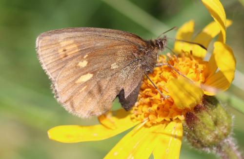 Erebia manto