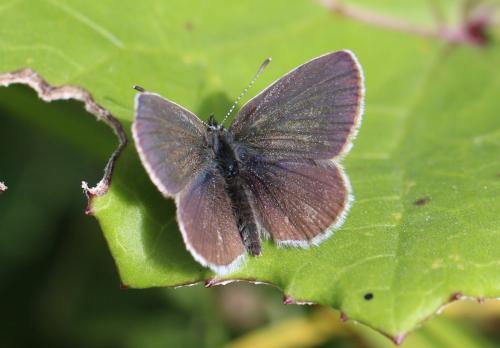 Cupido minimus
