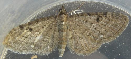 Réf. 238 820 : Eupithecia virgaureata