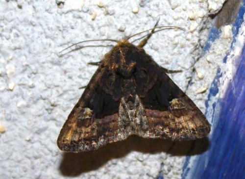 Réf. 238 622 : Euplexia lucipara