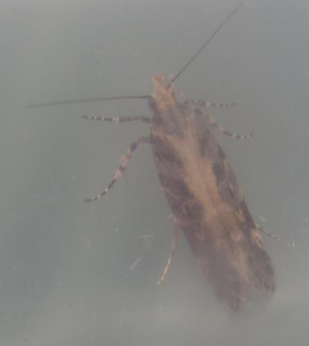 Réf. 238 176 : Aristotelia sp.