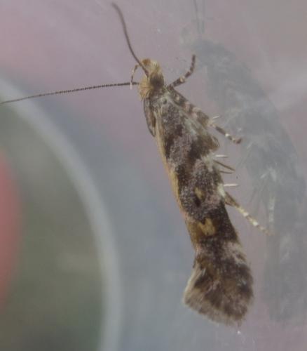 Aristotelia sp.