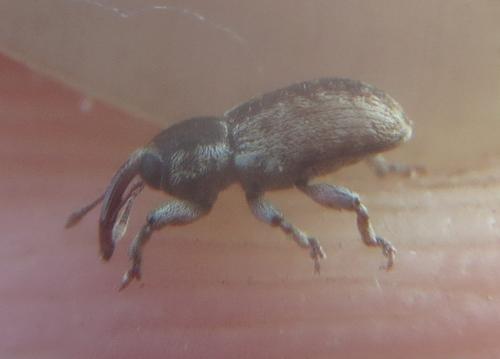 Réf. 238 916 : Pachytychius haematocephalus