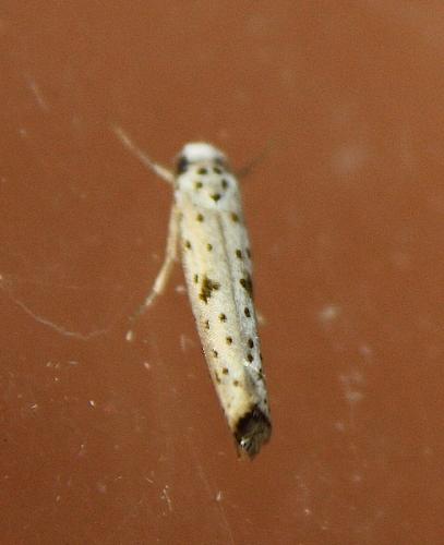 Yponomeuta plumbella