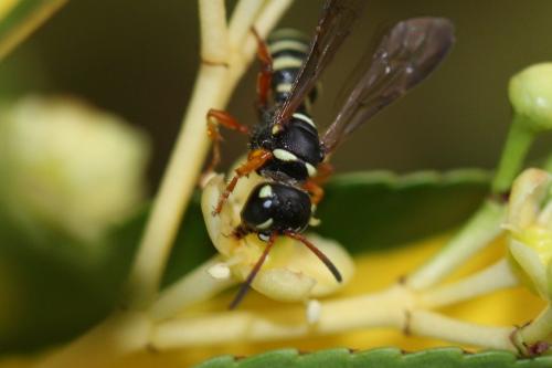 Cerceris interrupta