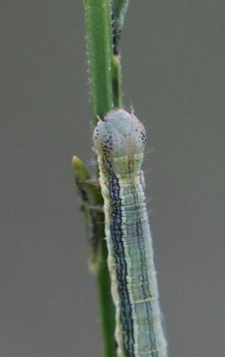 Isturgia sp.
