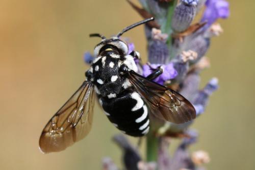 Réf. 238 806 : Thyreus sp.