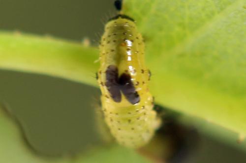 Réf. 238 282 : Conura xanthostigma