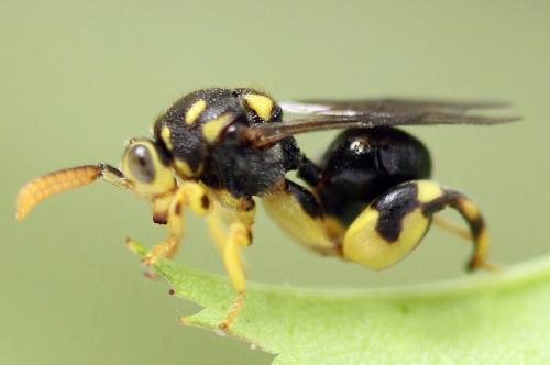 Réf. 238 283 : Conura xanthostigma