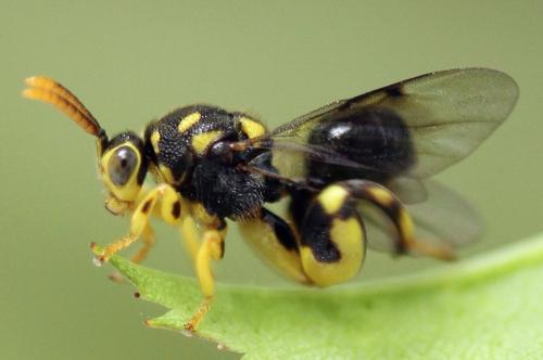 Réf. 238 284 : Conura xanthostigma