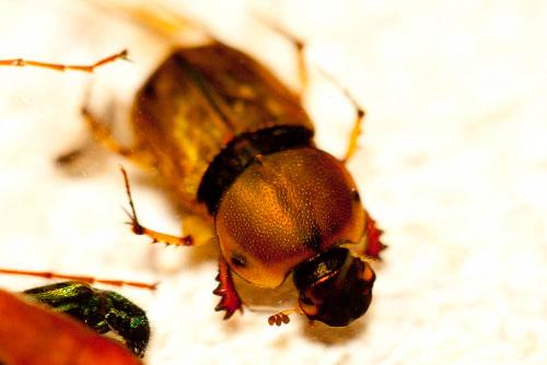 Réf. 238 889 : Euoniticellus fulvus