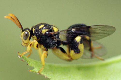 Réf. 238 285 : Conura xanthostigma