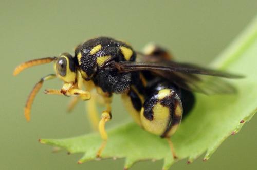 Réf. 238 286 : Conura xanthostigma