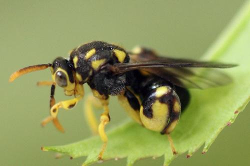 Réf. 238 287 : Conura xanthostigma