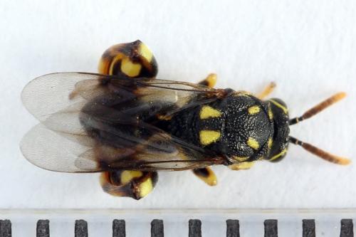Conura xanthostigma