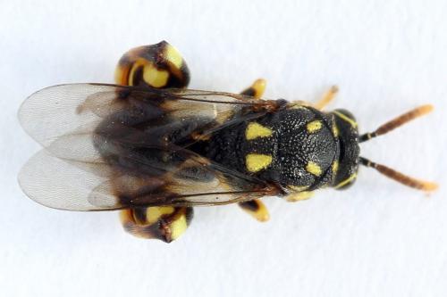 Réf. 238 290 : Conura xanthostigma