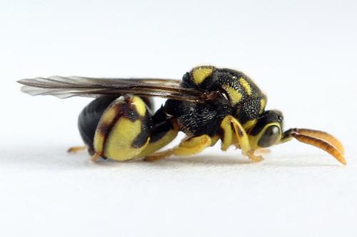 Réf. 238 291 : Conura xanthostigma