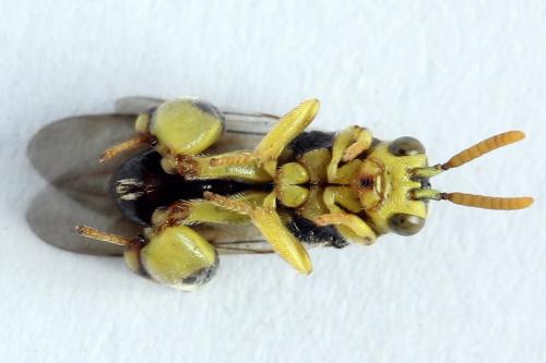 Réf. 238 292 : Conura xanthostigma