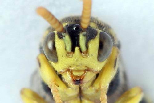 Réf. 238 293 : Conura xanthostigma