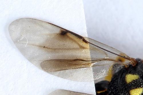 Réf. 238 294 : Conura xanthostigma