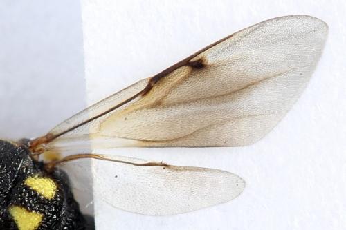 Conura xanthostigma