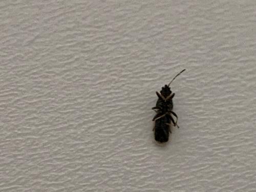 Réf. 238 737 : Metopoplax ditomoides