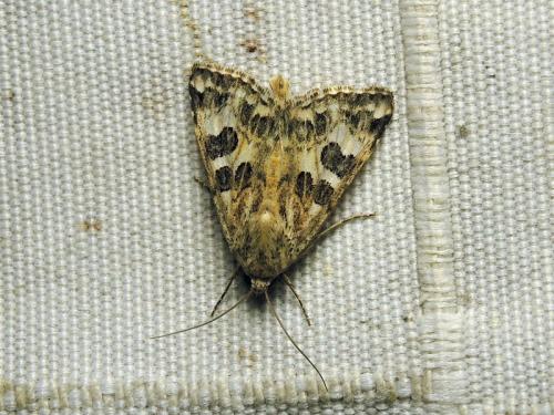 Réf. 238 363 : Protoschinia scutosa