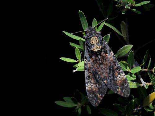 Réf. 238 364 : Acherontia atropos