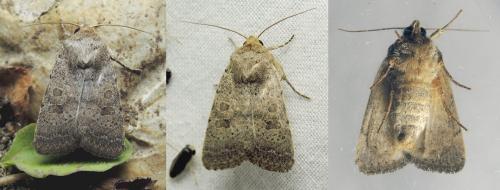 Hoplodrina hesperica