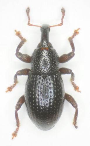 Leiosoma sp.