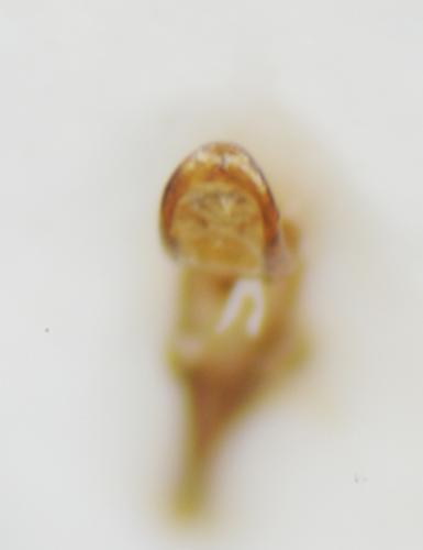 Leiosoma sp.