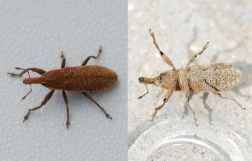 Réf. 238 561 : Lixus punctiventris