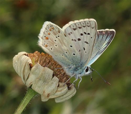 Réf. 238 061 : Polyommatus coridon