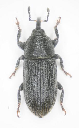 Réf. 238 765 : Mecinus pyraster