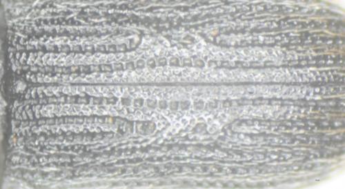 Réf. 238 767 : Mecinus pyraster