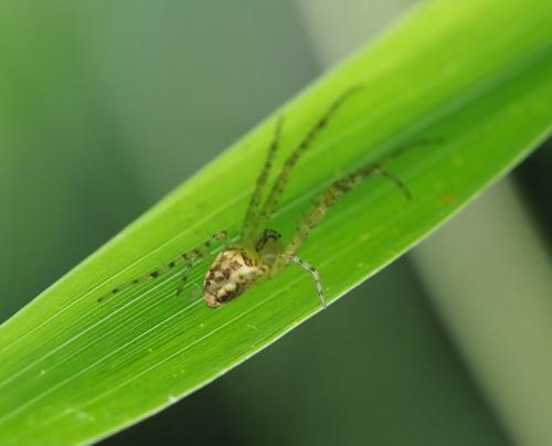Metellina sp.
