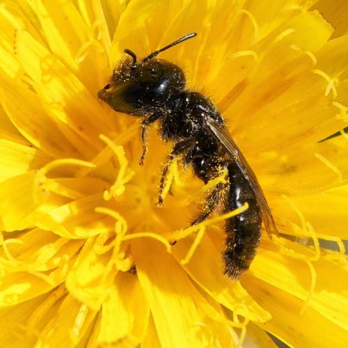 Réf. 238 608 : Panurgus sp.