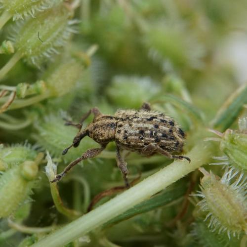 Réf. 238 343 : Hypera pastinacae