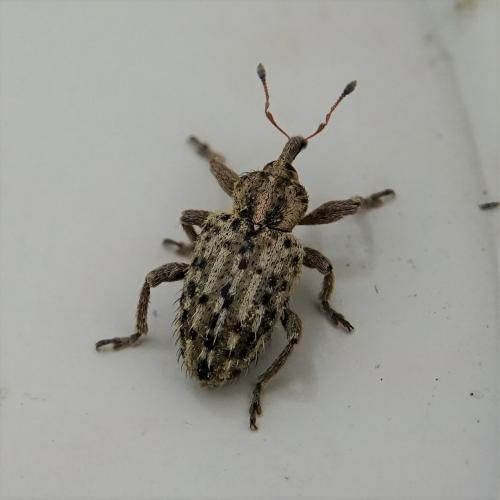 Réf. 238 344 : Hypera pastinacae