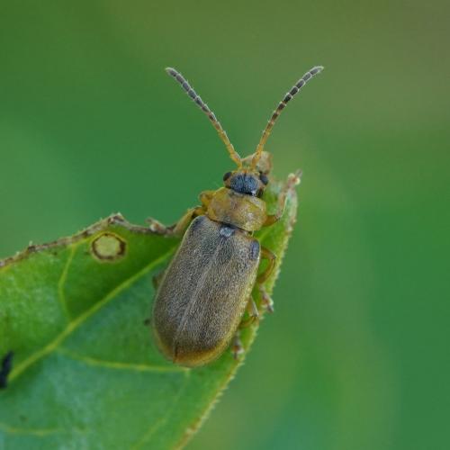 Réf. 238 746 : Galerucella pusilla