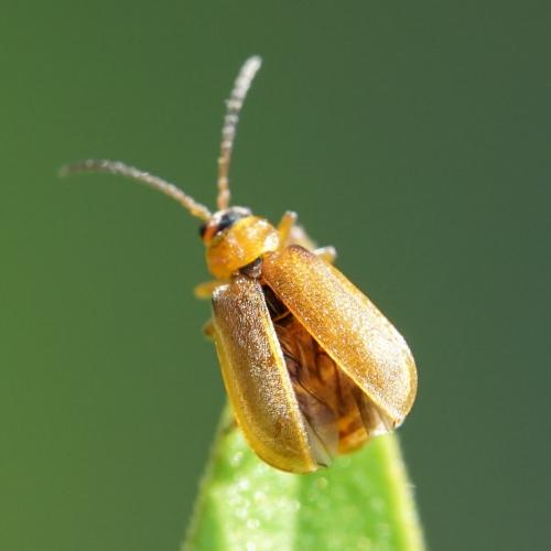 Réf. 238 747 : Galerucella pusilla
